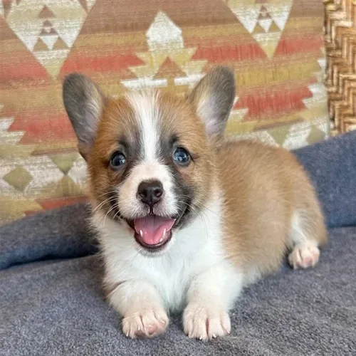 Sable & White Devilish corgi