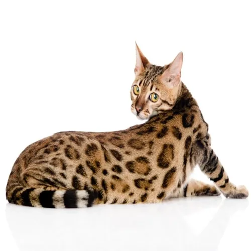 Brown Spotted Bengal