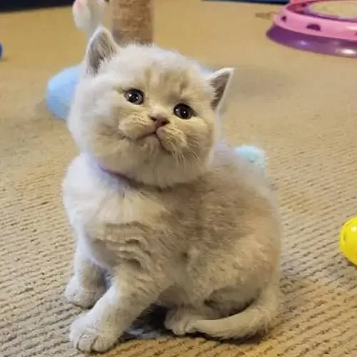Cream British Shorthair