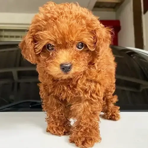 Loki