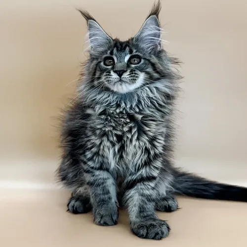 Silver Maine Coon