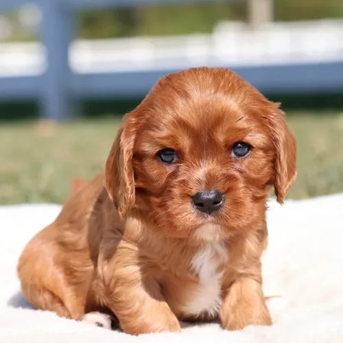 Ruby Cavalier King Charles Spaniel
