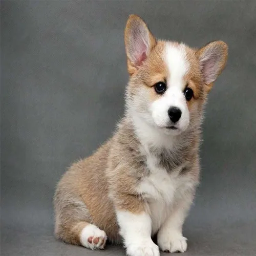 Sable & White Devilish corgi