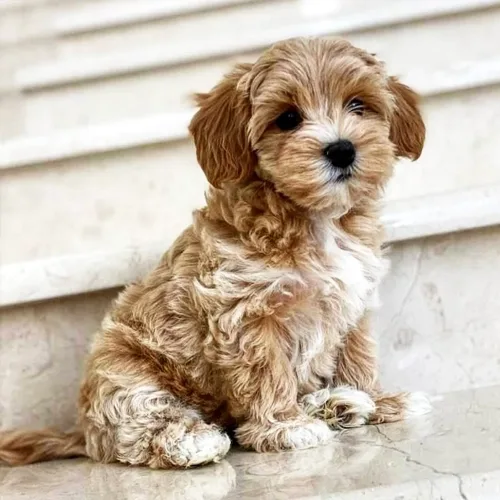 Lucy