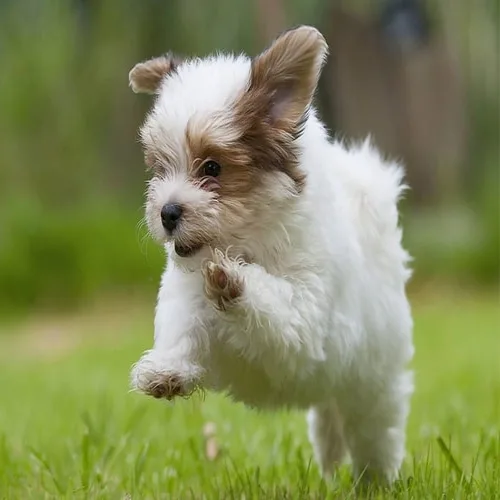Gold & White Havanese