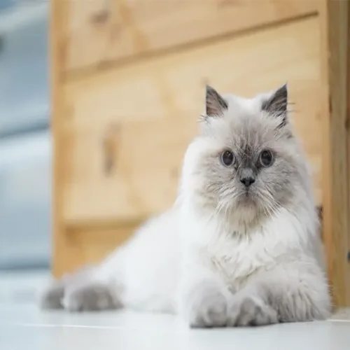 Blue Himalayan