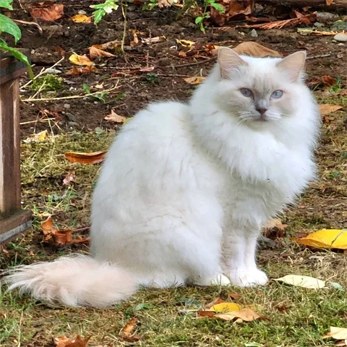 Blue Point Ragdoll