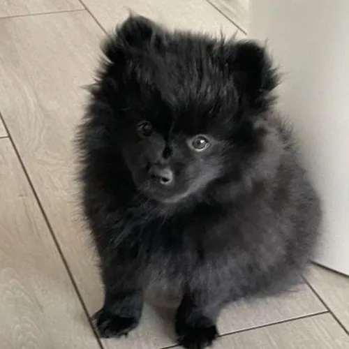 Black German Spitz
