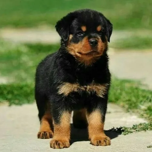 Mahogany Rottweiler
