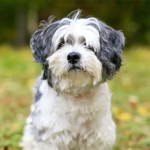 Charcoal Havanese