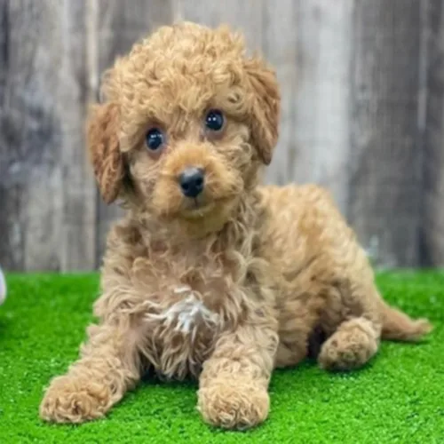 Apricot Cockapoo