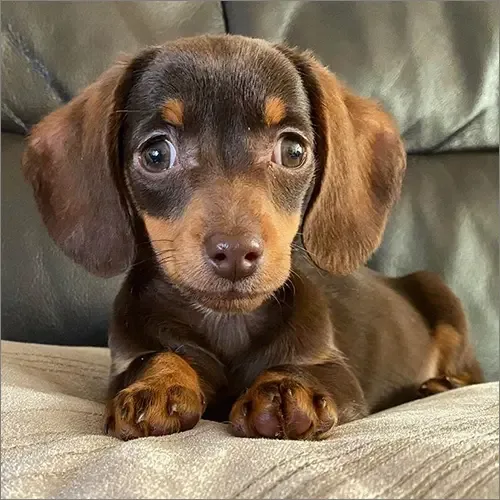 Marley