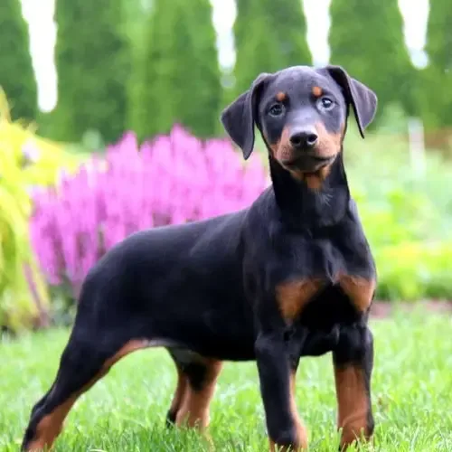 Max