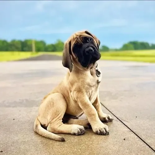 Max