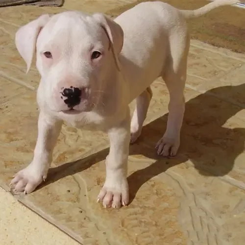 White Dogo Argentino
