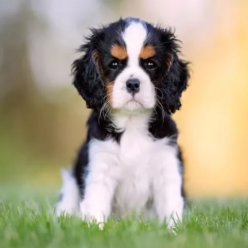 Tricolour Cavalier King Charles Spaniel