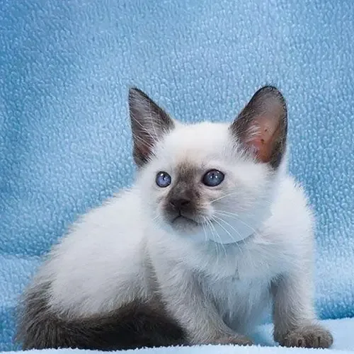 Seal Point Siamese