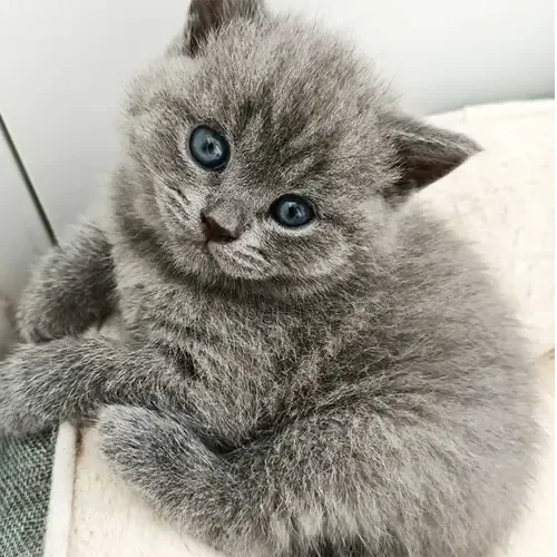 Blue British Shorthair