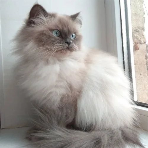 Blue Himalayan