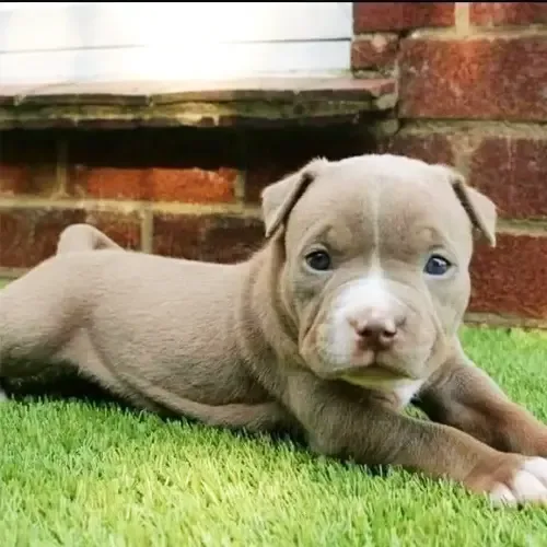 Milo