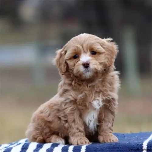 Red Abs Cockapoo
