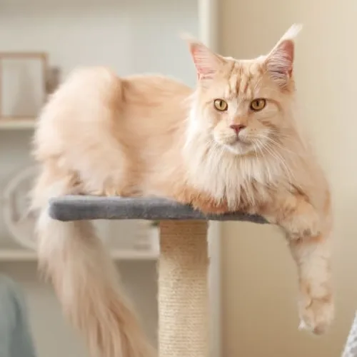 Cream Maine Coon