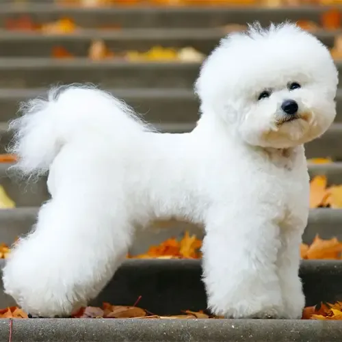 Milo