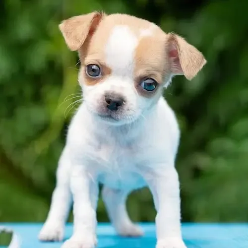 Milo