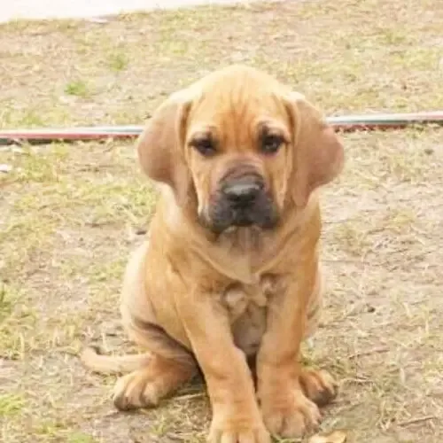 Fawn Brazilian Mastiff