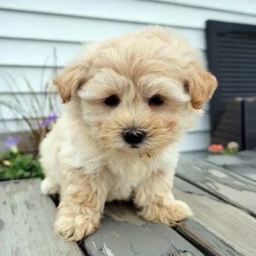 Mochi