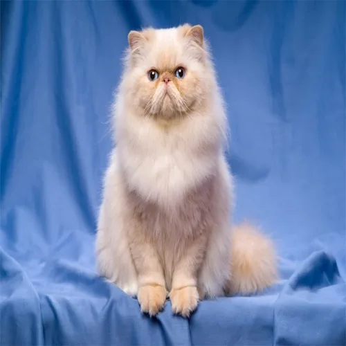 Cream Persian