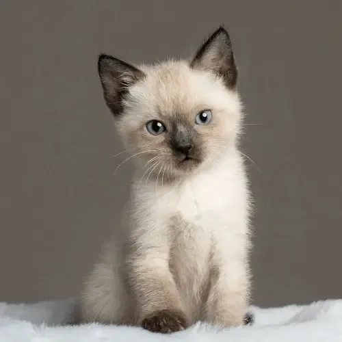 Seal Point Siamese