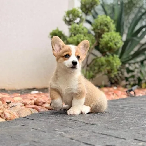 Red & White Devilish corgi