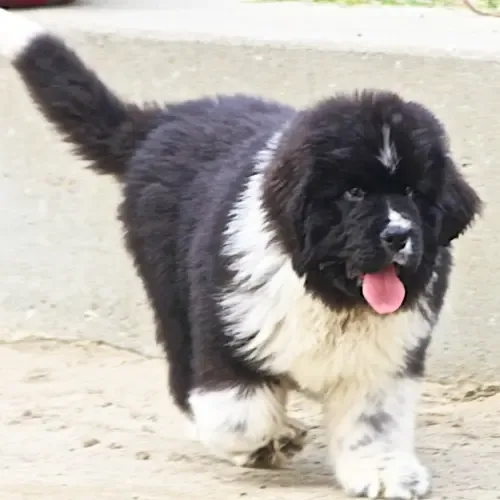 Monty