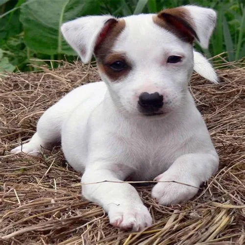 Tan Jack Russell