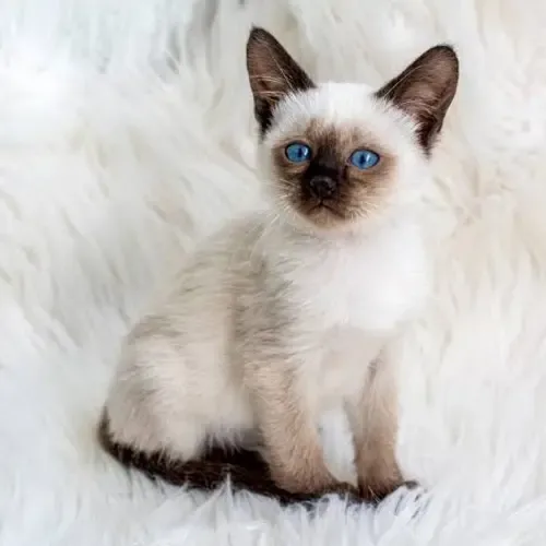 Seal Point Siamese