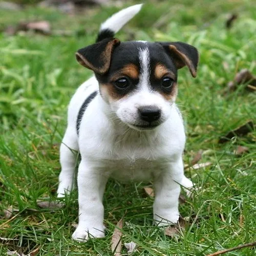White & Black Jack Russell