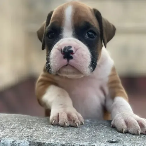 Noble