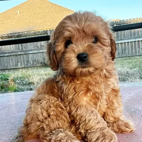 Nova