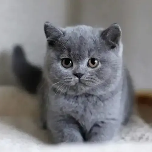 Blue British Shorthair