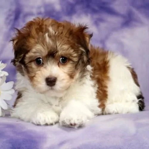Chocolate Havanese