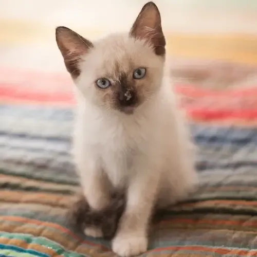 Chocolate Point Siamese