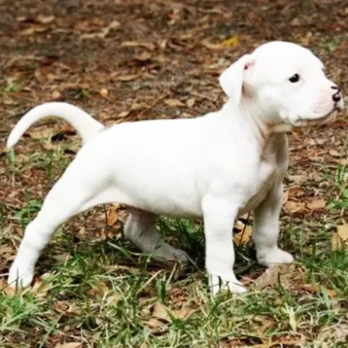 White Dogo Argentino