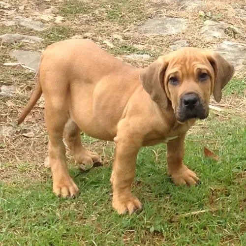 Fawn Brazilian Mastiff