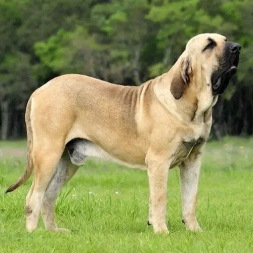 Fawn Brazilian Mastiff