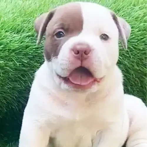 Oreo