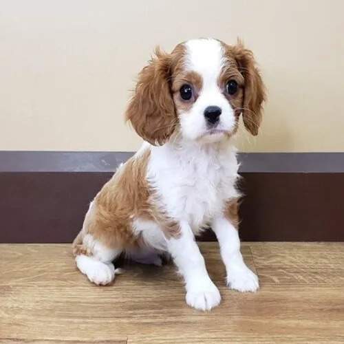 Blenheim Cavalier King Charles Spaniel