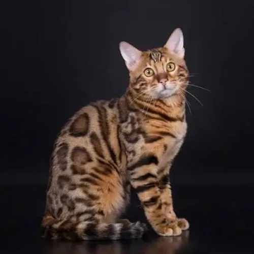 Brown Spotted Bengal