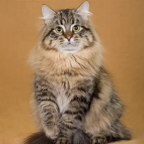 Brown Tabby