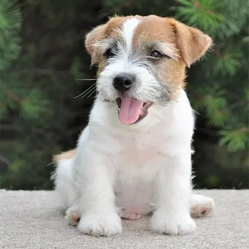 Tan Jack Russell